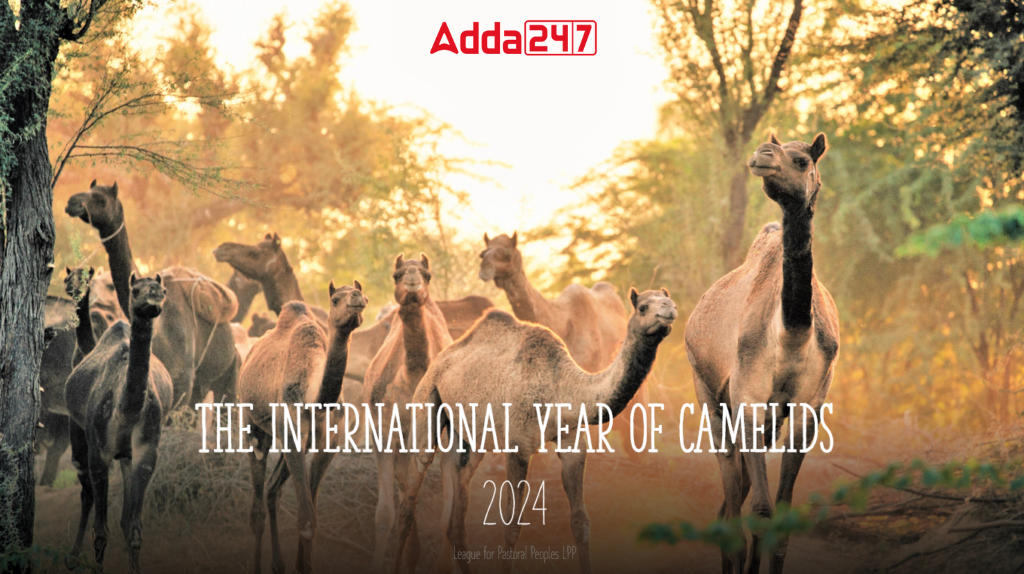United Nations Declares 2024 as the International Year of Camelids_30.1