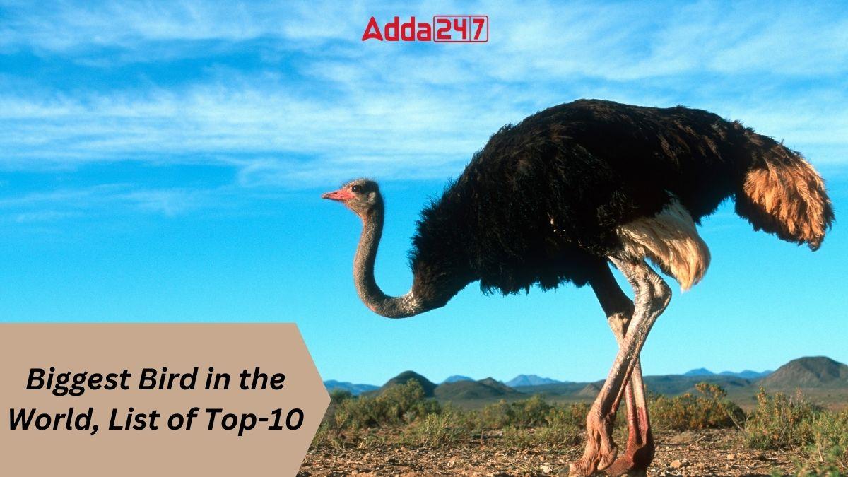Biggest Bird in the World, List of Top-10_30.1