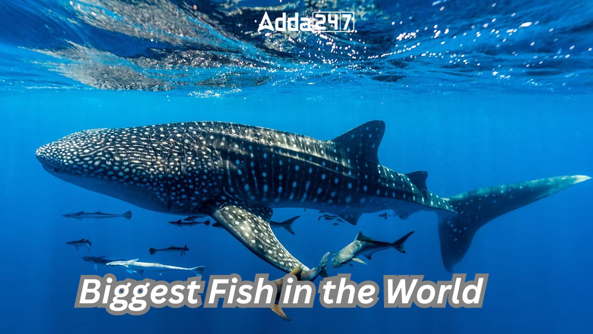Biggest Fish in the World, List of Top-10_30.1
