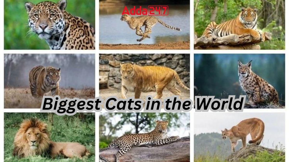 Biggest Cat in the World, List of Top-10_30.1