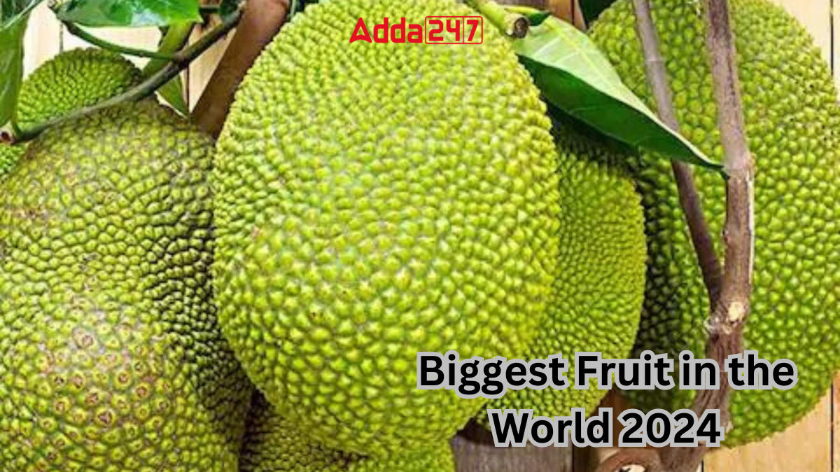 Biggest Fruit in the World By January 2024, Know the Name_30.1