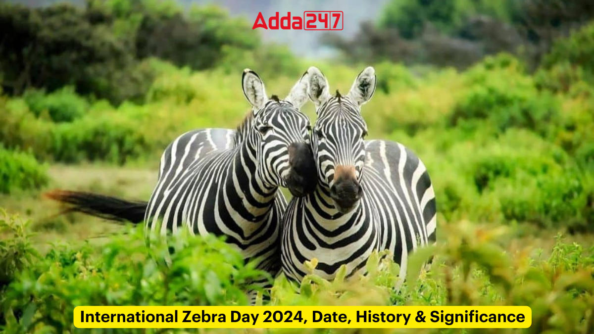 International Zebra Day 2024, Date, History & Significance_30.1