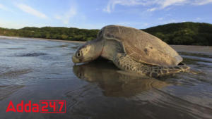 Uttar Pradesh To Set Up First Turtle Conservation Reserve