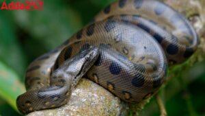 New Species of Amazon Anaconda Discovered: Eunectes akiyama
