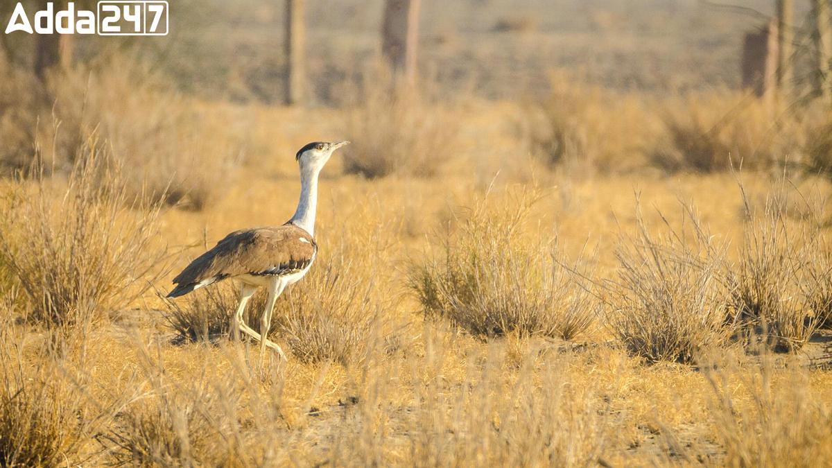 Supreme Court Appoints Committee for Great Indian Bustard Preservation
