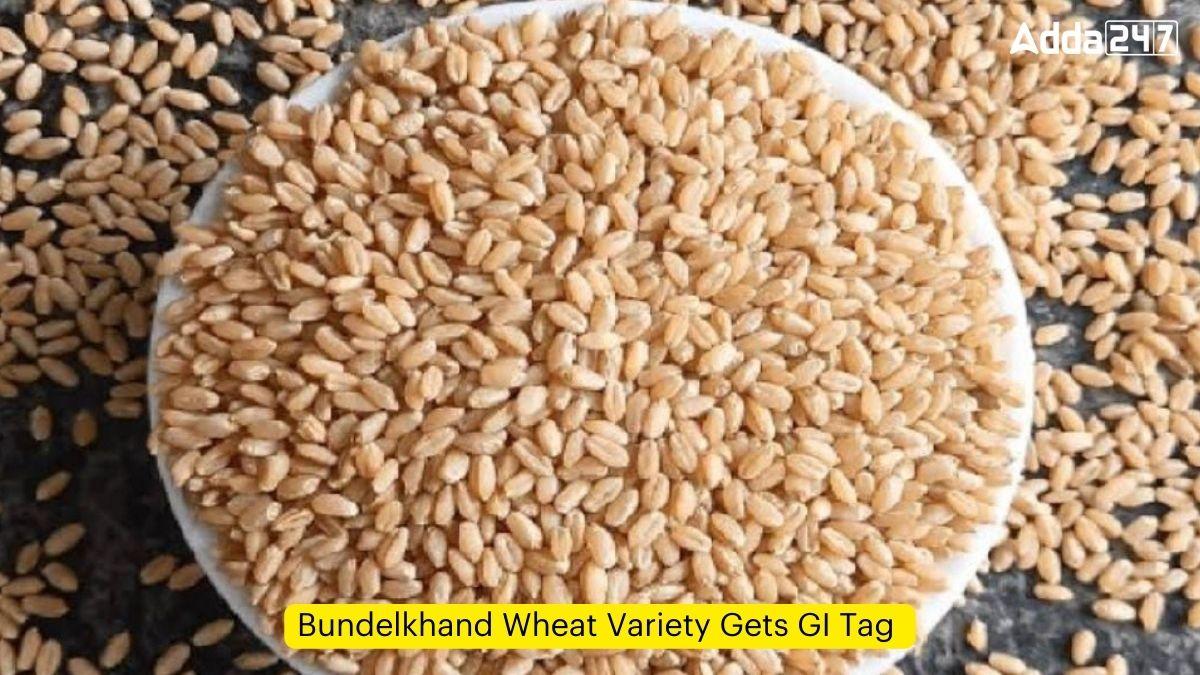 Bundelkhand Wheat Variety Gets GI Tag