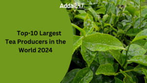 Top-10 Largest Tea Producers in the World 2024