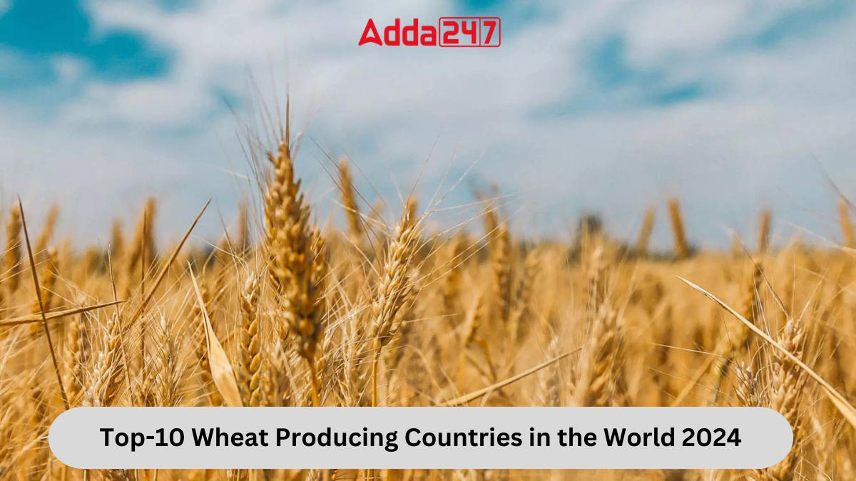 Top-10 Wheat Producing Countries in the World 2024