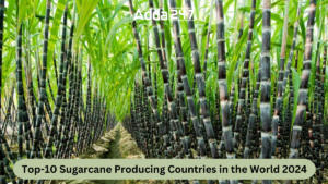 Top-10 Sugarcane Producing Countries in the World 2024
