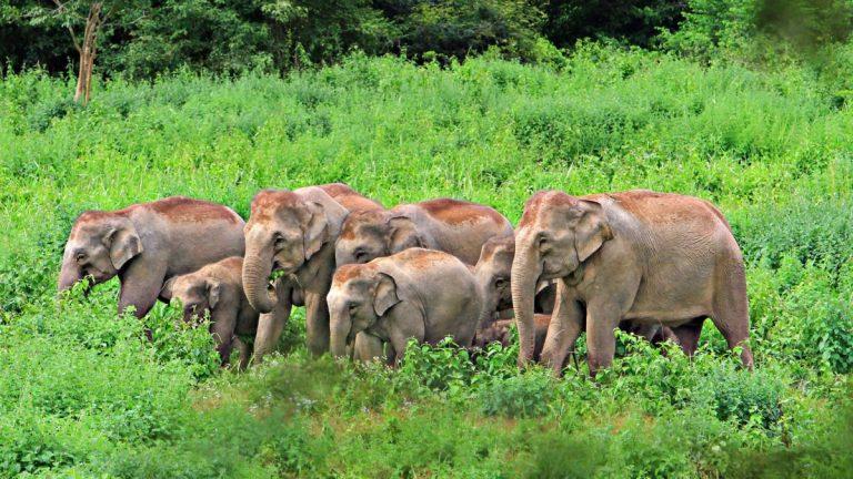 तमिलनाडु द्वारा पेश किया गया भारत का पहला हाथी मृत्यु ऑडिट ढांचा |_40.1