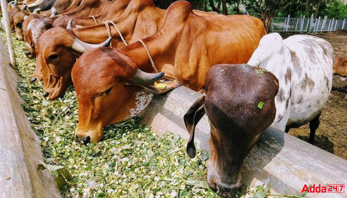 केंद्रीय मंत्री डॉ संजीव बालियान ने बेंगलुरु में पशु संगरोध प्रमाणन सेवाओं का उद्घाटन किया |_40.1