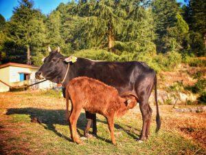 उत्तराखंड ने अपनी स्वदेशी बद्री गाय के आनुवंशिक विकास की योजना बनाई |_3.1