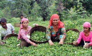 हिमाचल प्रदेश की कांगड़ा चाय को मिला यूरोपीय जीआई टैग