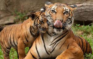 प्रोजेक्ट टाइगर: भारत के जंगलों में अब 3167 बाघ |_3.1