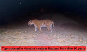 हरियाणा के कालेसर नेशनल पार्क में 10 साल बाद देखा गया बाघ