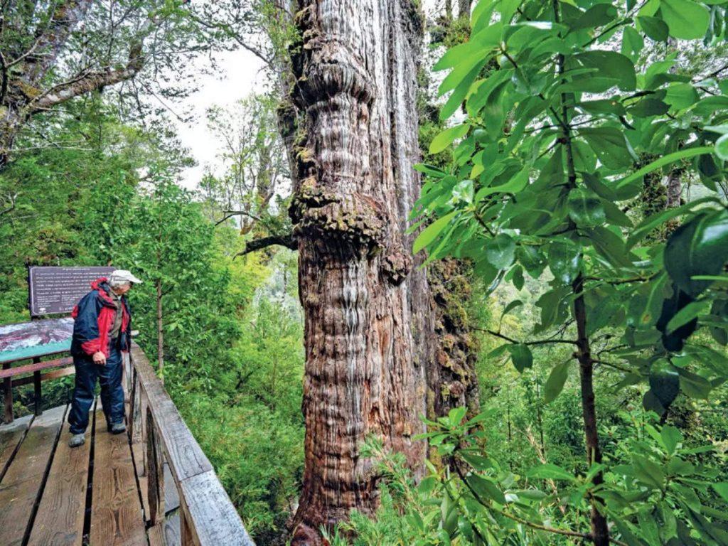 चिली के महान दादाजी: दुनिया के सबसे पुराने पेड़ की कहानी |_20.1