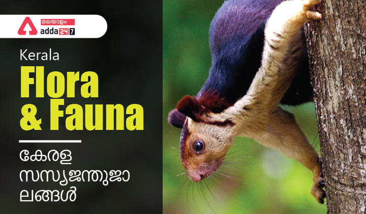 Kerala Flora and Fauna