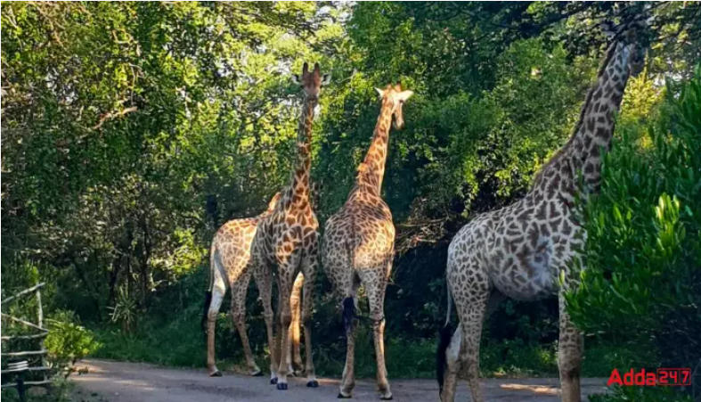 World’s largest safari park to be developed in Gurugram