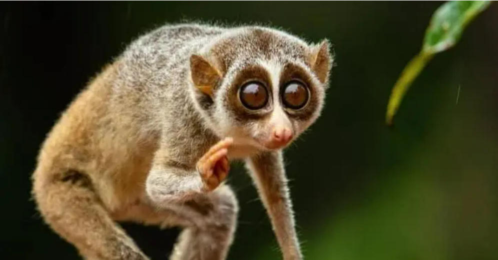 Nation’s first slender loris habitat in Karur, Dindigul districts of Tamil Nadu
