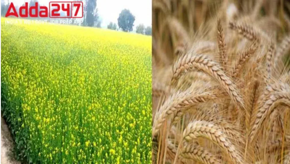 Union Cabinet Approves MSP Hike for All Mandated Rabi Crops