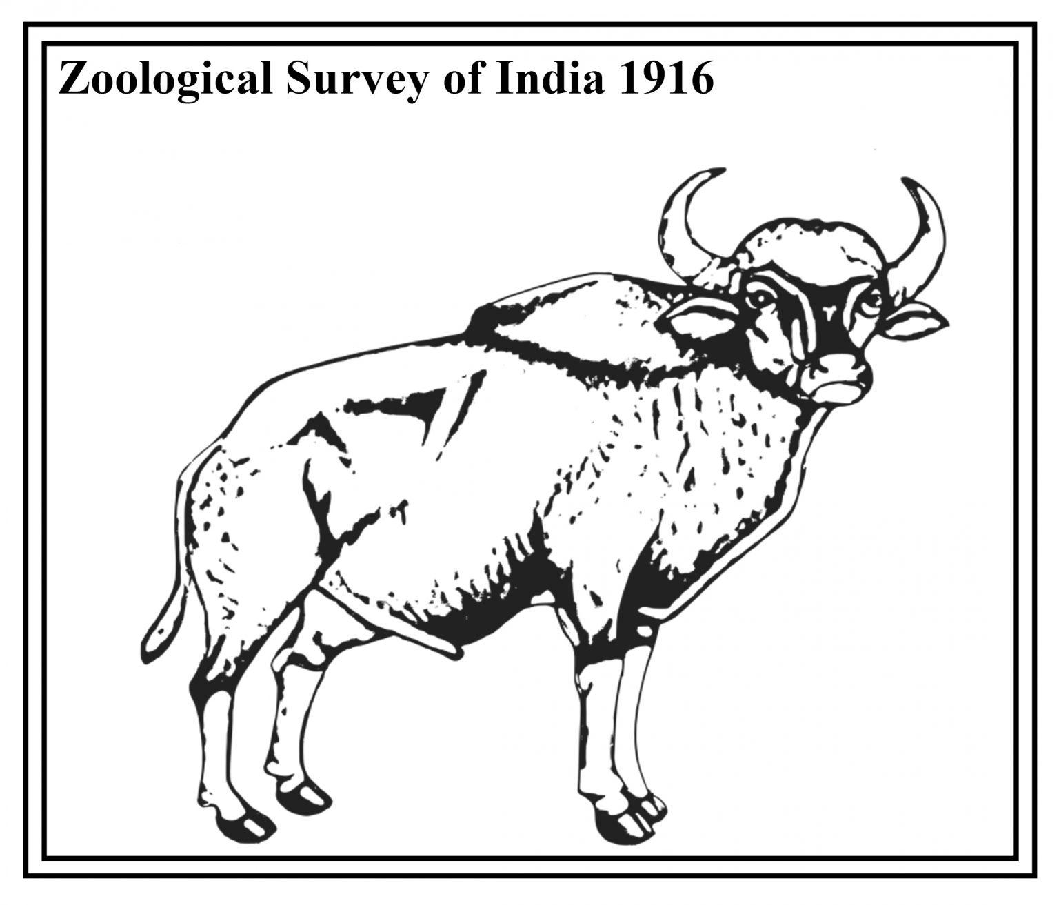 Zoological Survey of India gets 1st female director | झूलॉजिकल सर्व्हे ऑफ इंडियाला पहिल्या महिला संचालक