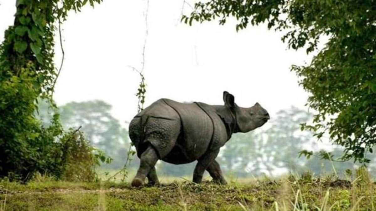 Kaziranga-India’s first national park with satellite phones | काझीरंगा-सॅटेलाईट फोन असलेले पहिले राष्ट्रीय उद्यान