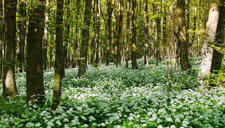 India’s highest herbal park inaugurated in Uttarakhand | उत्तराखंडमध्ये भारतातील सर्वात उंचीवरील वनौषधी उद्यान