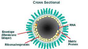 मानवी रोग: रोगांचे वर्गीकरण आणि रोगांचे कारणे | Classification of Diseases and Causes of Diseases_11.1