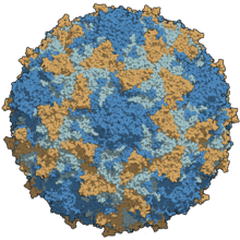 मानवी रोग: रोगांचे वर्गीकरण आणि रोगांचे कारणे | Classification of Diseases and Causes of Diseases_8.1