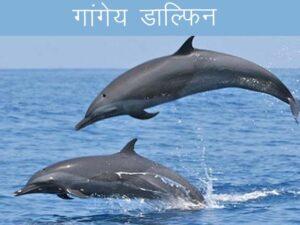 Gangetic Dolphin