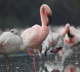 Newly added Ramsar Wetland Sites in Maharashtra Thane Creek