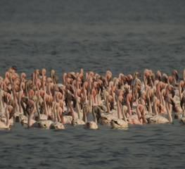 Newly added Ramsar Wetland Sites in Maharashtra Thane Creek