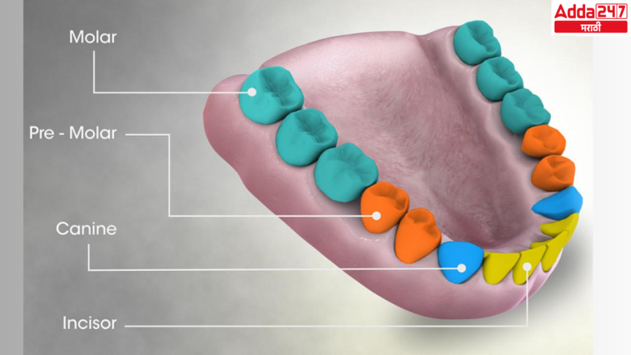 मानवी दातांचे प्रकार आणि त्यांची कार्ये | Types of human teeth and their functions : MPSC Gazetted Civil Services Exam 2024 अभ्यास साहित्य_3.1