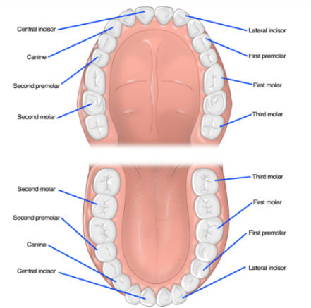 मानवी दातांचे प्रकार आणि त्यांची कार्ये | Types of human teeth and their functions : MPSC Gazetted Civil Services Exam 2024 अभ्यास साहित्य_4.1