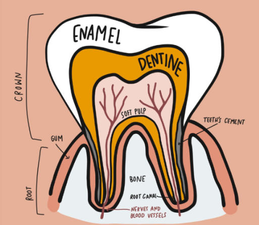 मानवी दातांचे प्रकार आणि त्यांची कार्ये | Types of human teeth and their functions : MPSC Gazetted Civil Services Exam 2024 अभ्यास साहित्य_5.1