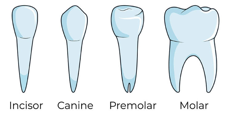 मानवी दातांचे प्रकार आणि त्यांची कार्ये | Types of human teeth and their functions : MPSC Gazetted Civil Services Exam 2024 अभ्यास साहित्य_6.1