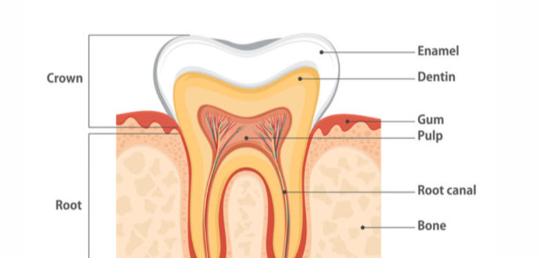 मानवी दातांचे प्रकार आणि त्यांची कार्ये | Types of human teeth and their functions : MPSC Gazetted Civil Services Exam 2024 अभ्यास साहित्य_7.1