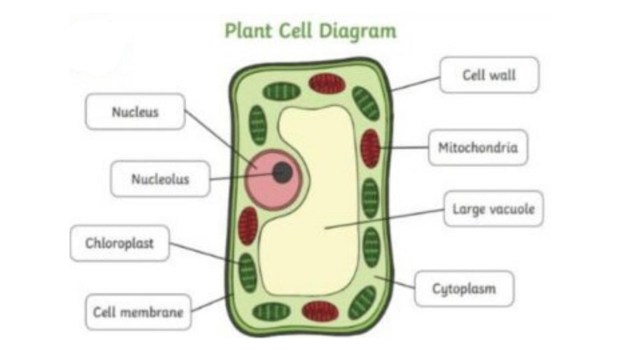 पेशी : रचना व कार्य | Cells: Structure and Function : MPSC Gazetted Civil Services Exam 2024 अभ्यास साहित्य_5.1