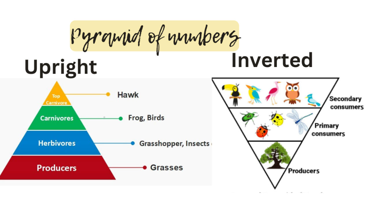 पर्यावरणीय पिरॅमिड | The ecological pyramid : MPSC Gazetted Civil Services Exam 2024 अभ्यास साहित्य_3.1