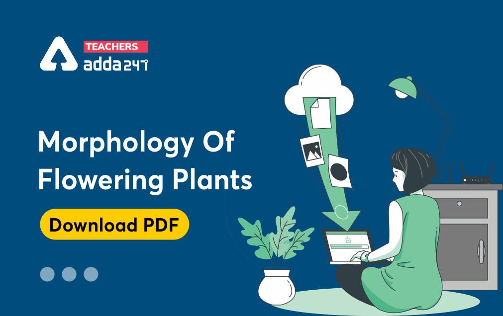 Morphology Of Flowering Plants : Download Science Study Notes FREE PDF For all Teaching Exam_30.1