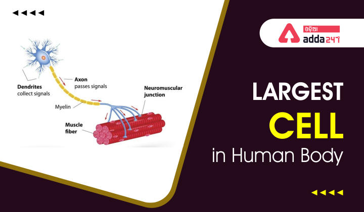 largest cell in human body