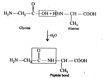 NCERT Solutions for Class 12 Chemistry Chapter 14 Biomolecules | Download Free PDF -_5.1