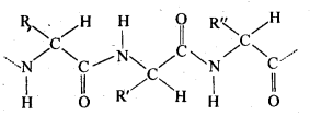 NCERT-Solutions-For-Class-12-Chemistry-Chapter-14-Biomolecules-Exercises-Q12.1