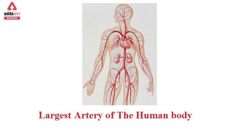 Largest artery in the body