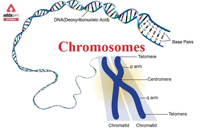 Chromosomes are present in