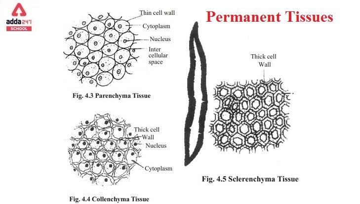 Simple Permanent Tissue