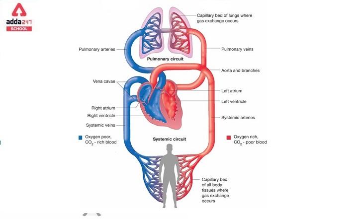 Explain Double Circulation