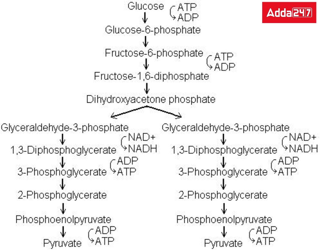 Respiration- In Plants and Human Beings, Equation for Class 10_3.1