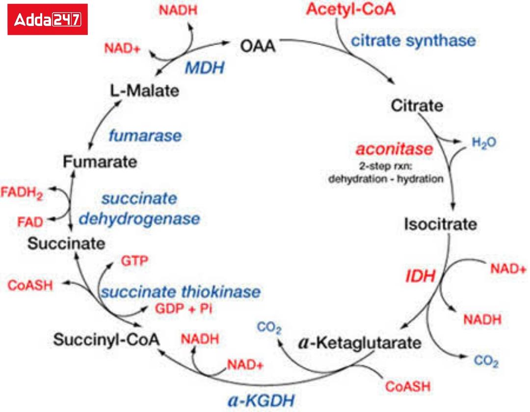 Respiration- In Plants and Human Beings, Equation for Class 10_4.1