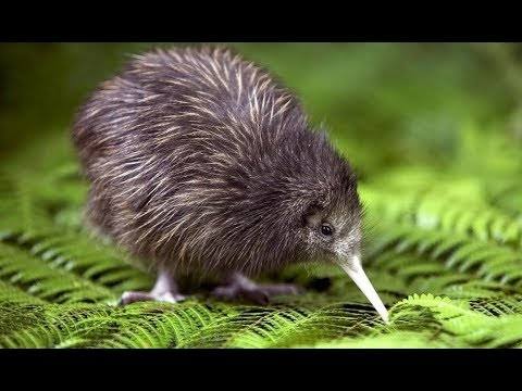 Kiwi bird